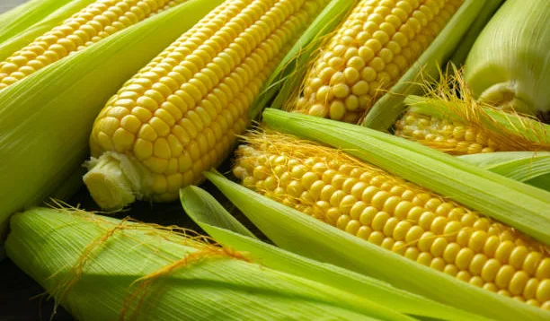 Kulit Jagung