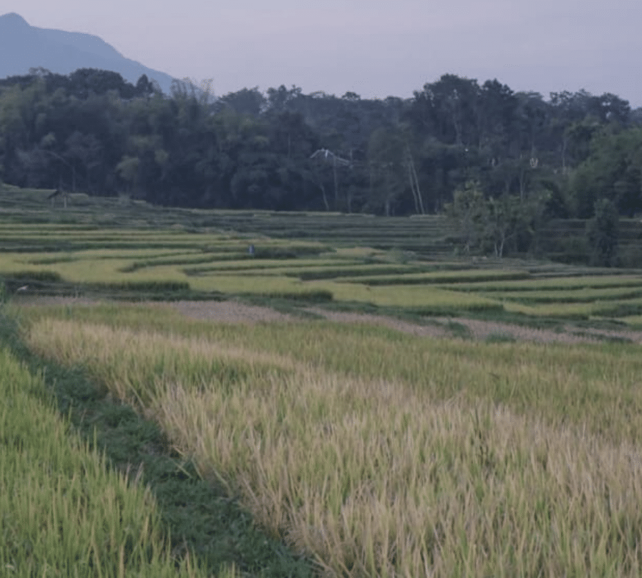 Gambar  1 Panorama Tanaman Padi