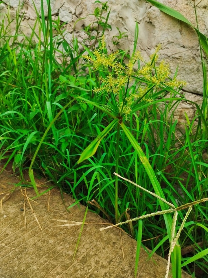 Rumput Teki Cyperus Rotundus