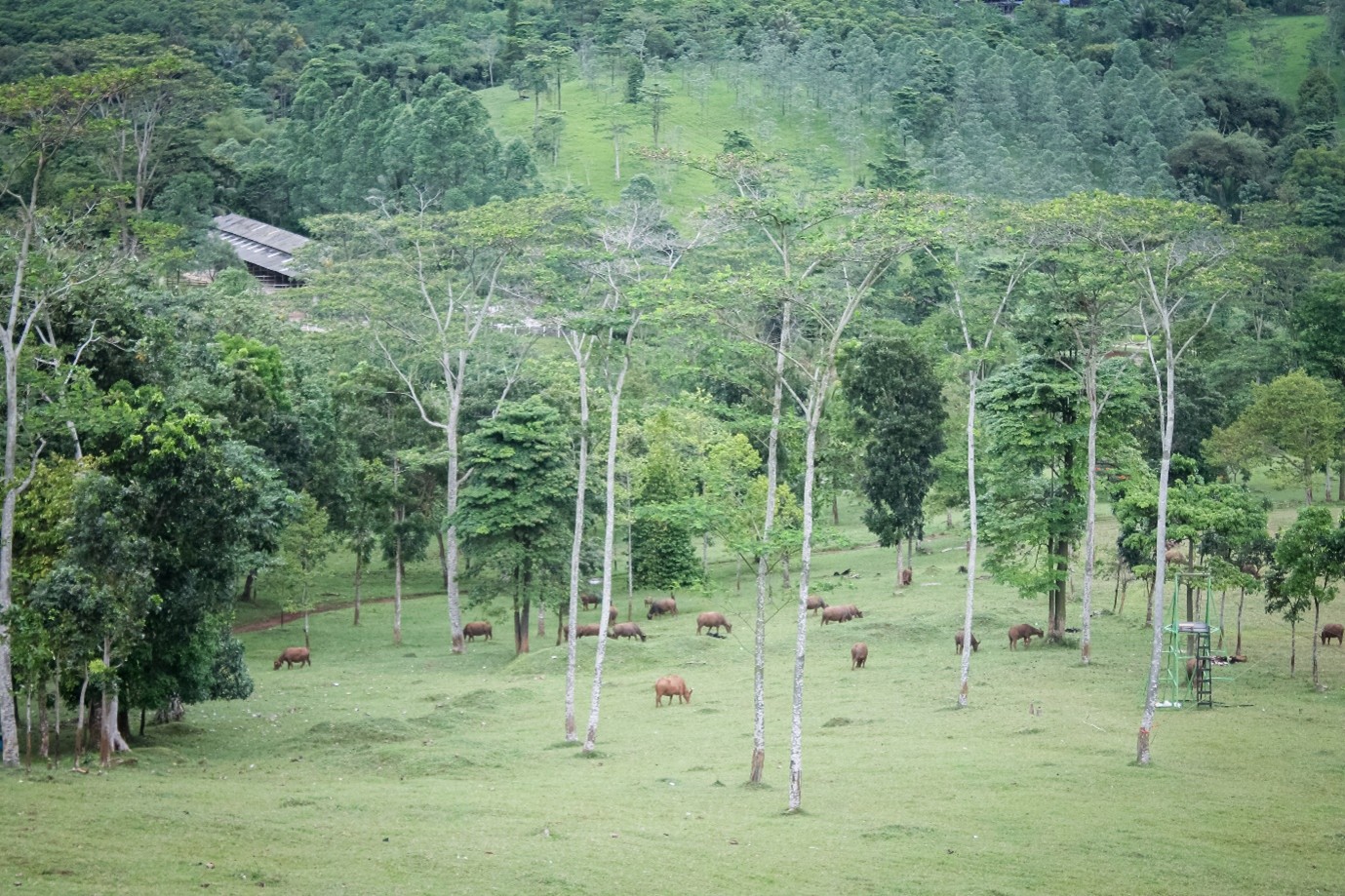 Wisata Waruwangi