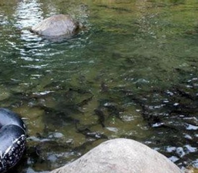 Keberadaan Ikan Larangan sebagai Budaya Lokal Masyarakat Minangkabau: Ikan Larangan Lubuak Landua di Kabupaten Pasaman Barat
