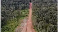 Masyarakat Adat Suku Awyu