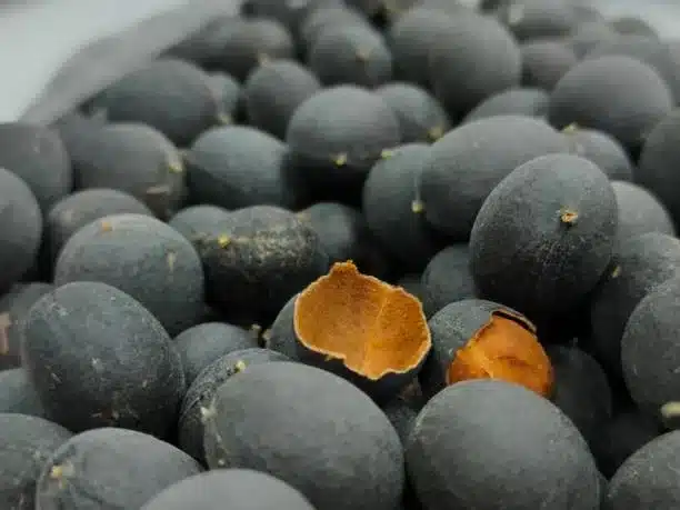 Asam Keranji
