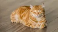 Kucing