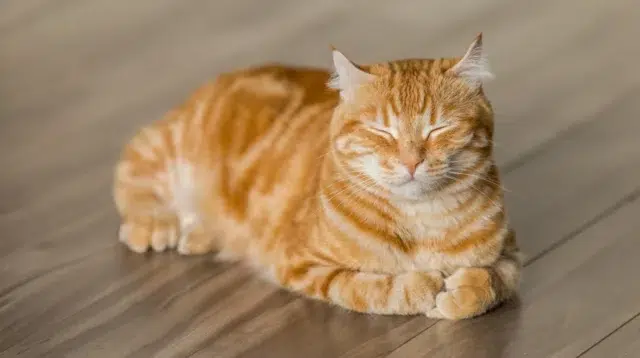 Kucing