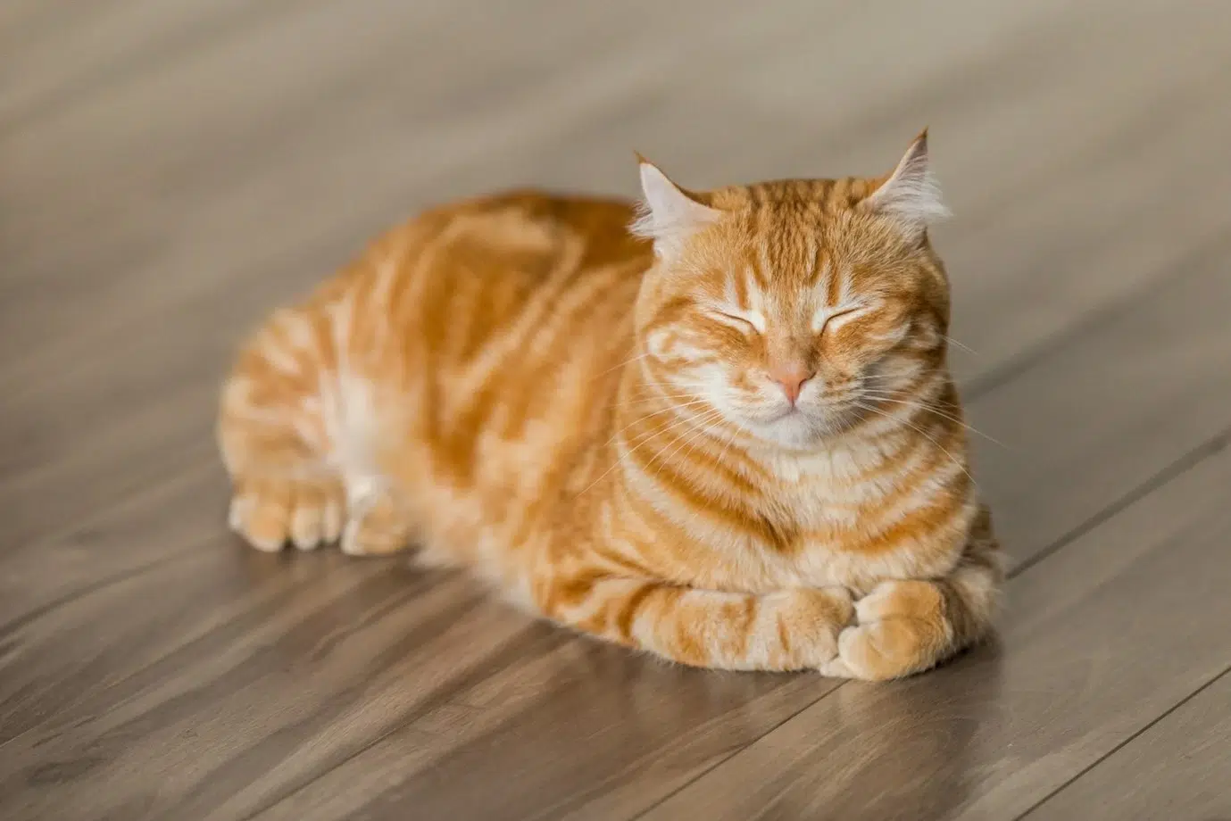 Kucing