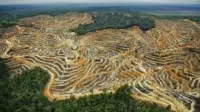 Dampak Deforestasi