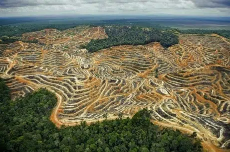 Dampak Deforestasi