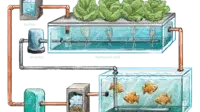 Akuaponik