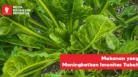 Makanan yang Meningkatkan Imunitas Tubuh menurut Dokter