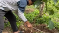 Menanam Pohon Bersama Masyarakat di Candi Selogriyo