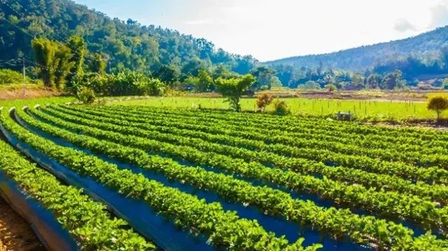 Pengelolaan Sumber Daya Air di Sektor Pertanian