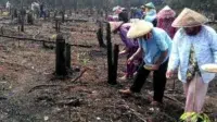 Tradisi Menugal Suku Dayak