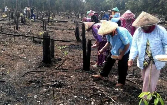 Tradisi Menugal Suku Dayak