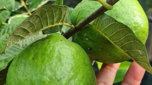 Rahasia Sukses Cangkok Pohon Jambu Kristal: Langkah Praktikum yang Jarang diketahui Cangkok Pohon Jambu Kristal
