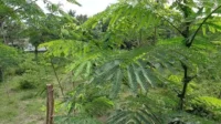Sengon