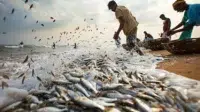 Overfishing