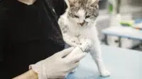 Dokter Hewan