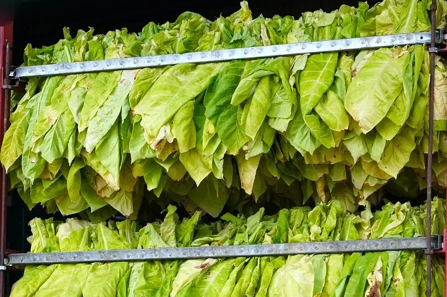 Petani Tembakau