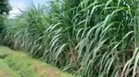 Tanaman Tebu