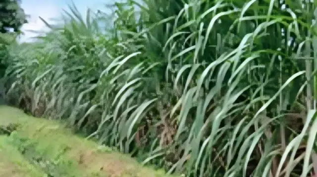 Tanaman Tebu