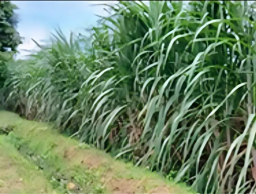 Tanaman Tebu