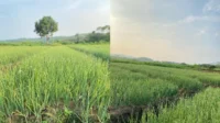 Bawang Merah Brebes