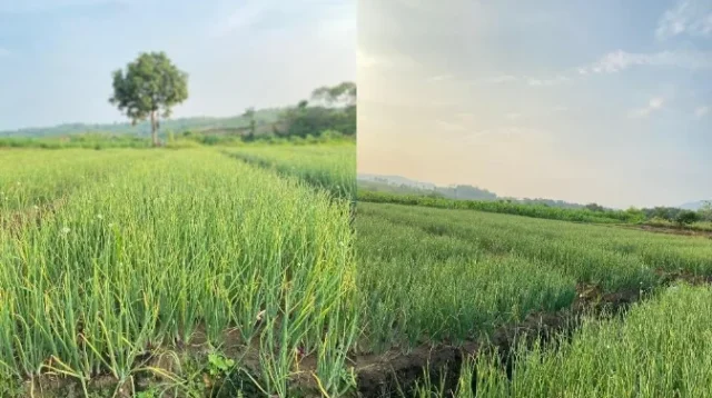 Bawang Merah Brebes