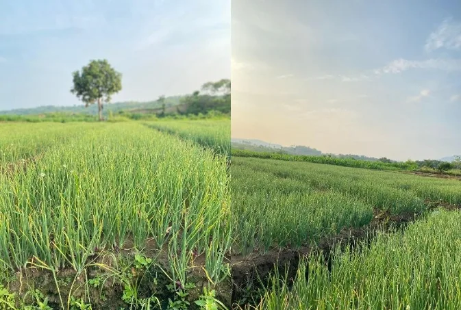 Bawang Merah Brebes