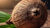 Kelapa