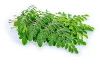 Daun Kelor