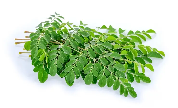 Daun Kelor