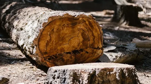 Overeksploitasi
