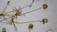 Biologi