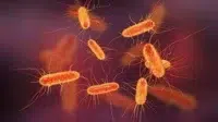 Escherichia Coli