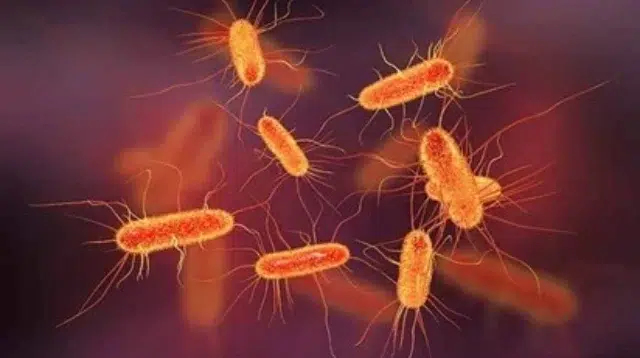 Escherichia Coli