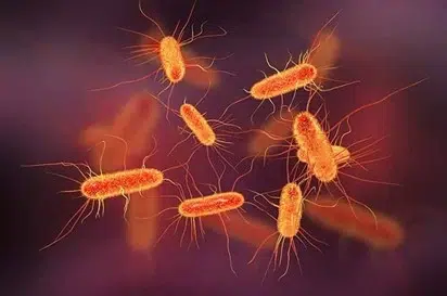 Escherichia Coli