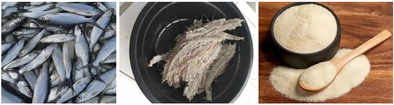 Gelatin Tulang Ikan Bandeng