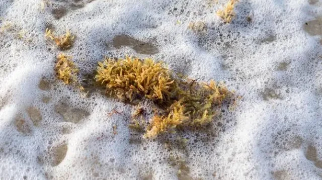 Rumput laut