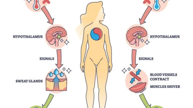 Pengertian dan Mekanisme Homeostasis pada Manusia