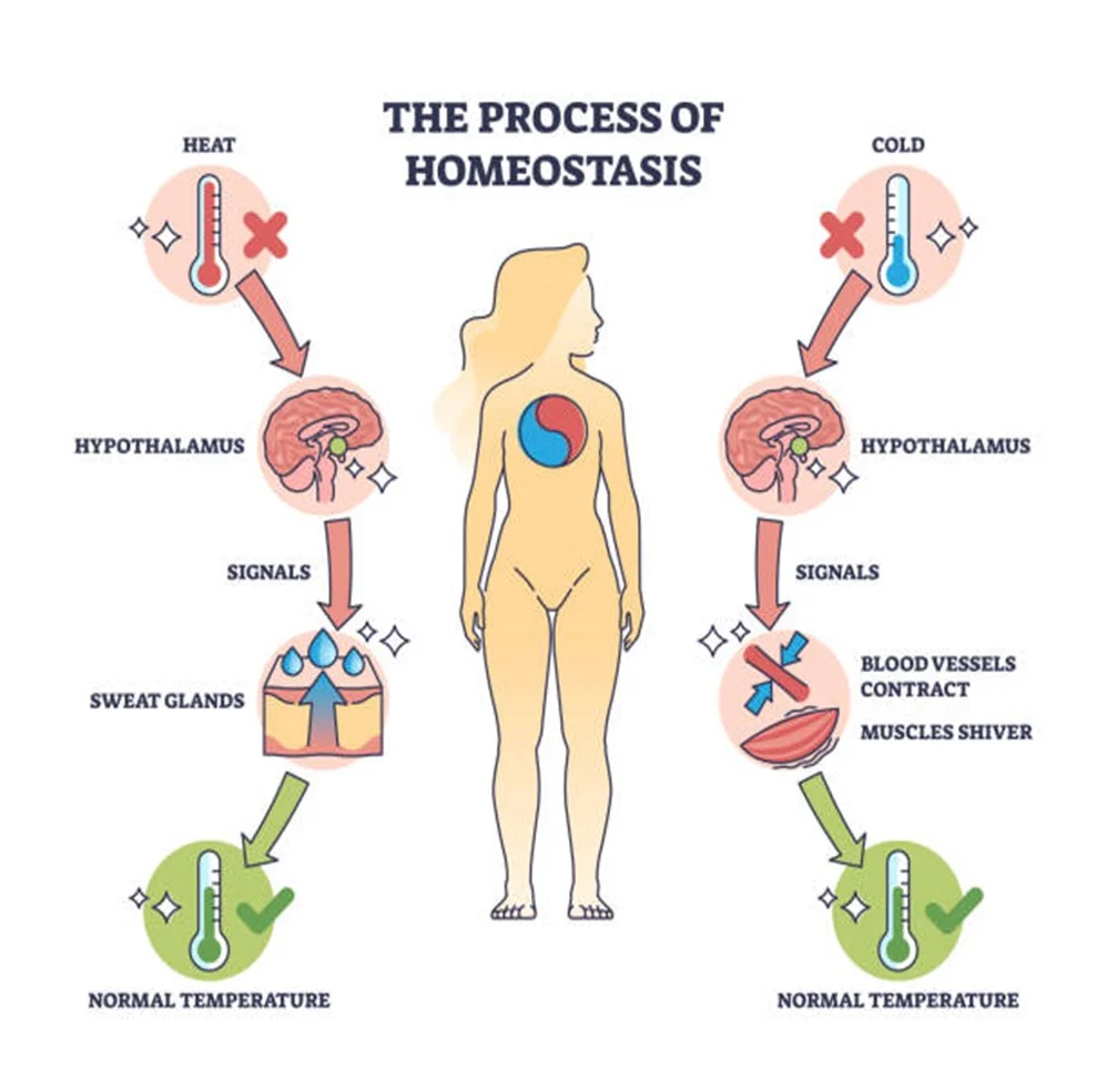 Pengertian dan Mekanisme Homeostasis pada Manusia