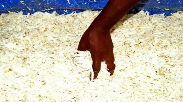 Effect of Drying Cassava