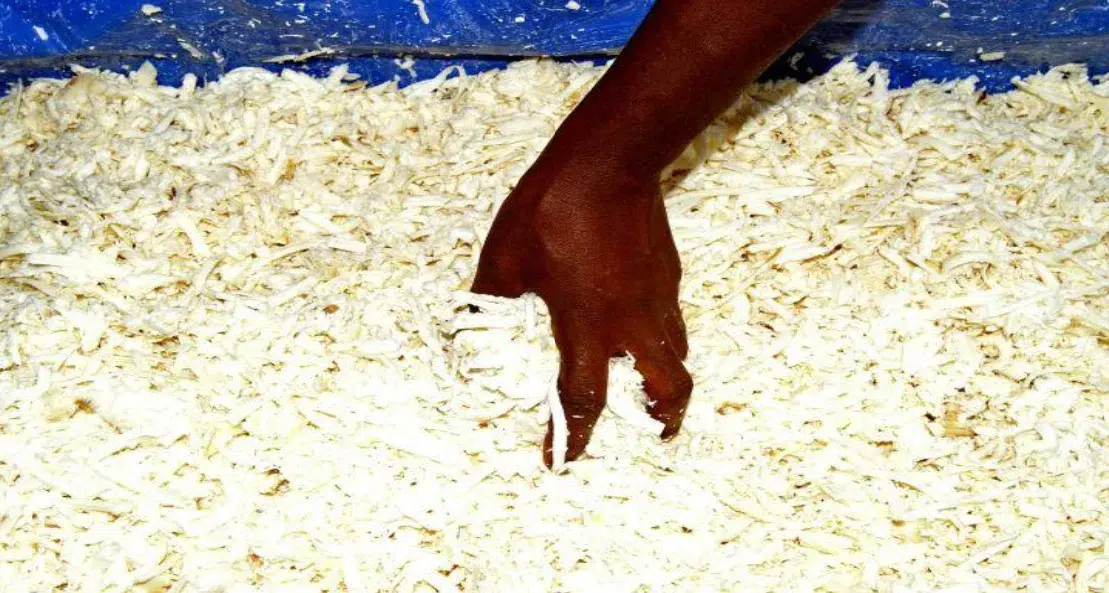 Effect of Drying Cassava