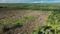 Dampak Proyek Food Estate terhadap Kerusakan Lingkungan Hutan di Merauke