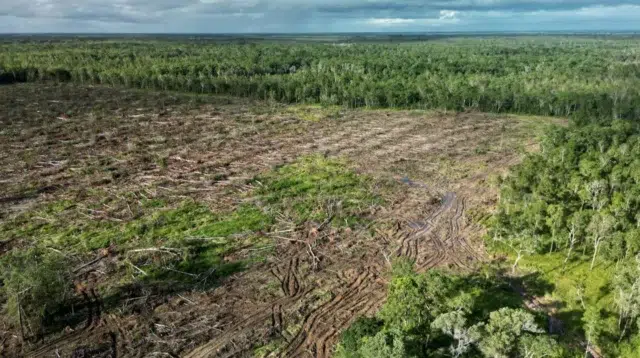 Dampak Proyek Food Estate terhadap Kerusakan Lingkungan Hutan di Merauke