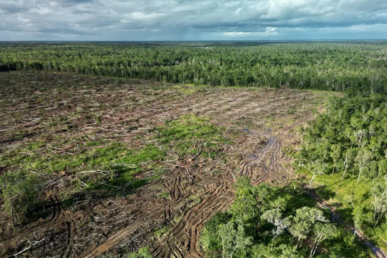 Dampak Proyek Food Estate terhadap Kerusakan Lingkungan Hutan di Merauke