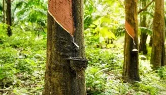 Saatnya Indonesia Mengevaluasi Ulang Strategi Marketing & Branding Karet Alamnya