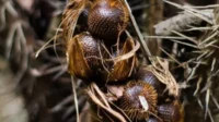 Salak Condet