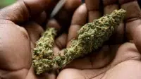 Ganja