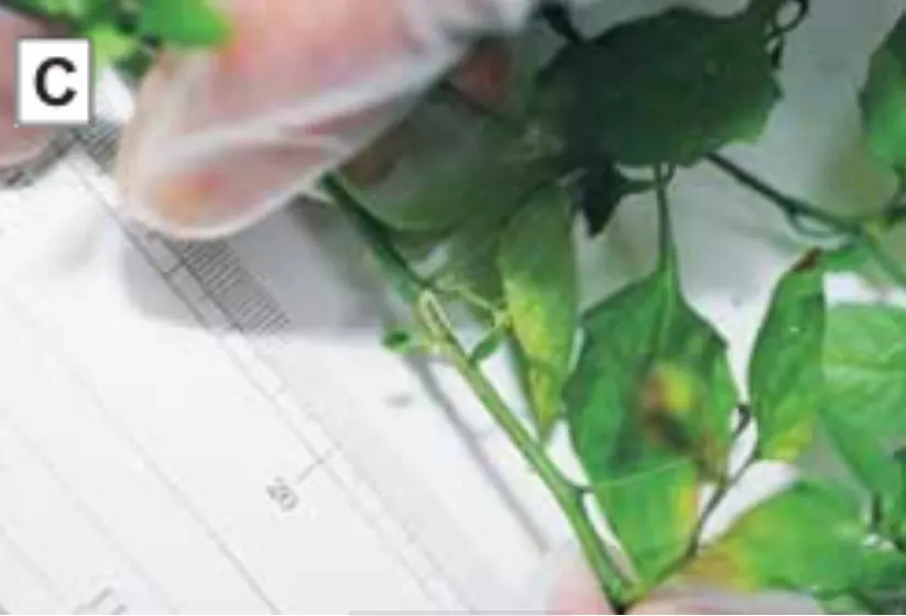 Leunca (Solanum nigrum L.) Mengungkap Penyebab Kematian: Botani Forensik